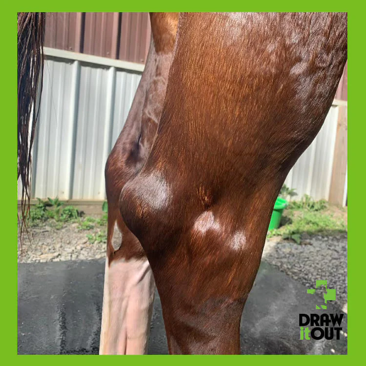 Draw It Out® 16oz High Potency Horse Liniment Gel – Powerful, Natural Relief - Image 3