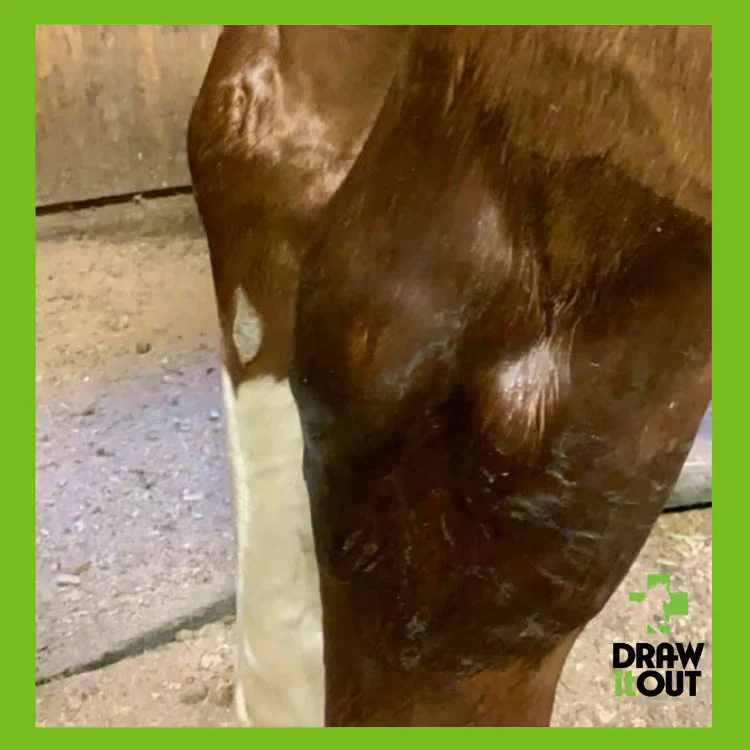 Draw It Out® 16oz High Potency Horse Liniment Gel – Powerful, Natural Relief - Image 4