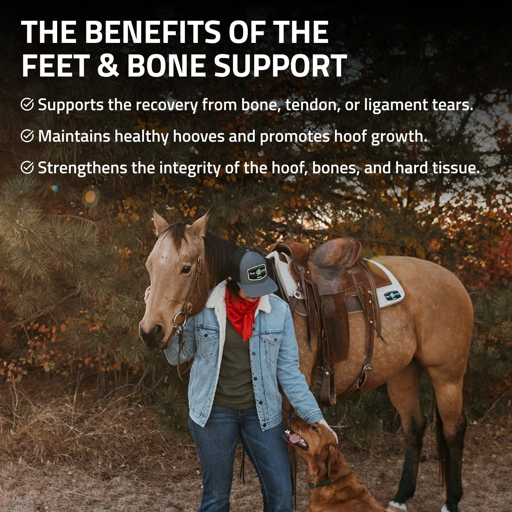 Feet & Bone Support for Horses - Image 3
