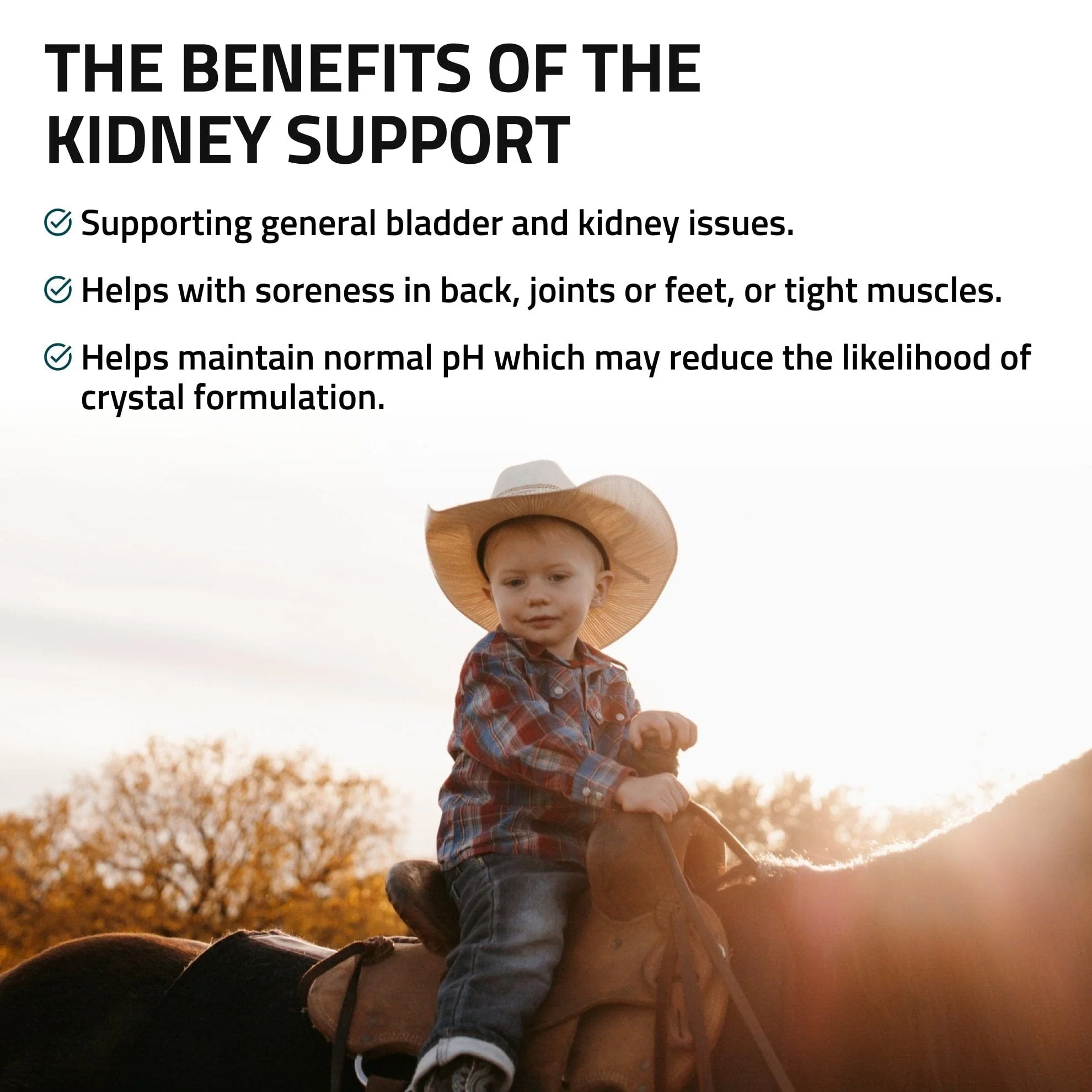 Kidney Support for Horses - Image 3