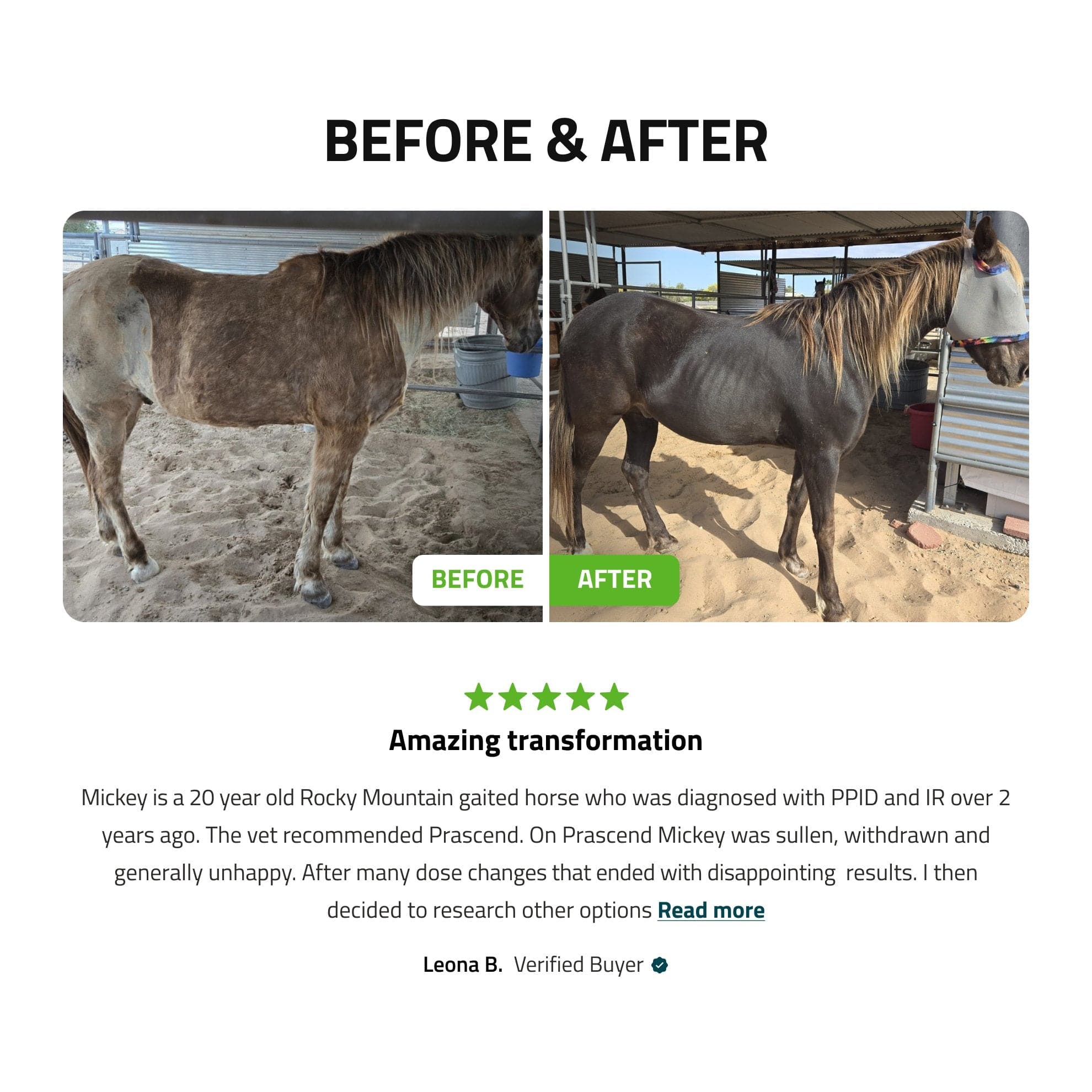 Pituitary Support for Horses - Image 4